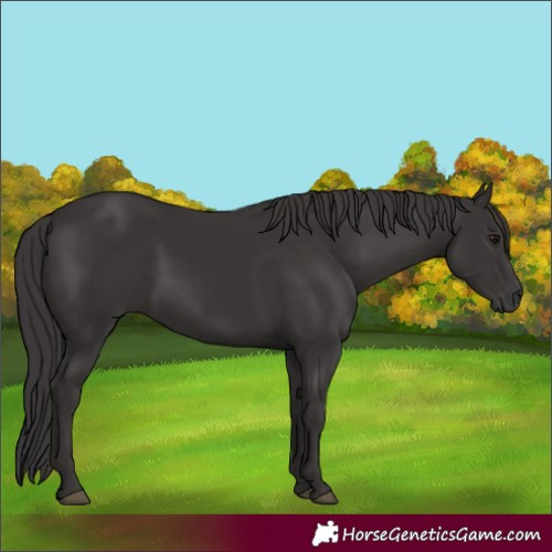 Horse Color:Smoky Black