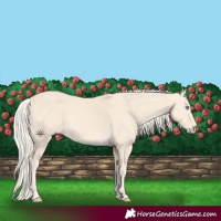 Horse Color:Cremello Splash  and Cremello 