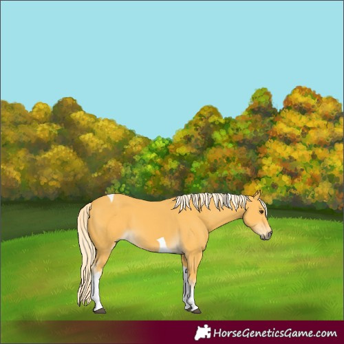 Horse Color:Palomino Tobiano 