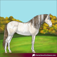 Horse Color:Powder White White Spotted Buckskin Pearl Dun Rabicano Brindle