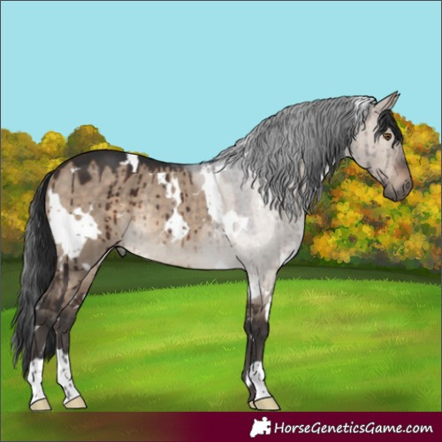 Horse Color:White Spotted Brown Dun Rabicano Brindle