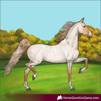 Horse Color:Red Dun Roan