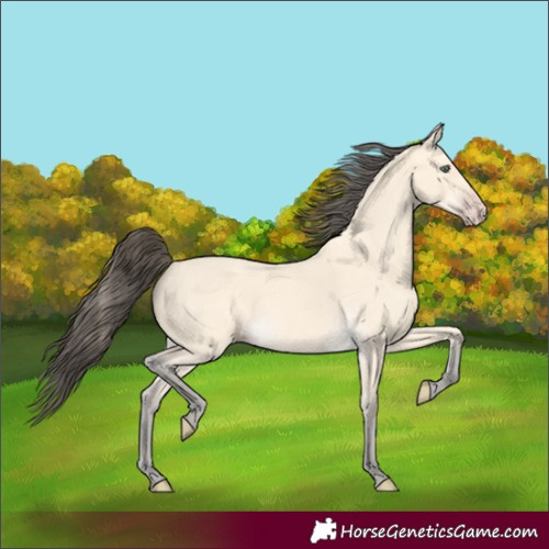 Horse Color:Amber Cream Champagne 