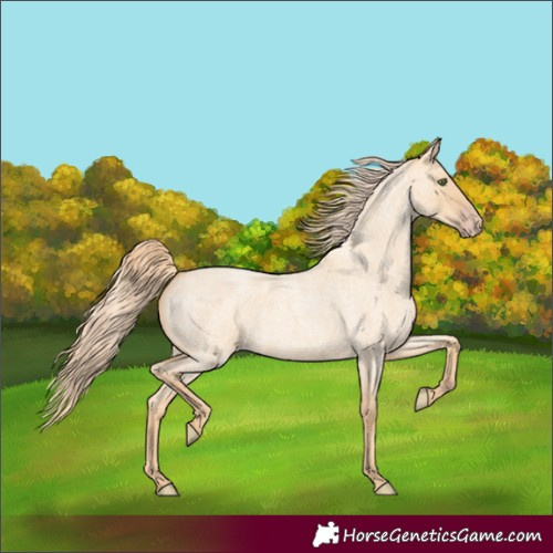 Horse Color:Gold Champagne Roan Dun 