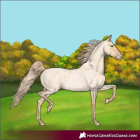 Horse Color:Gold Champagne Roan Dun