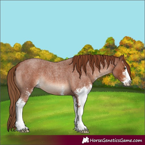 Horse Color:Red Roan Sabino 
