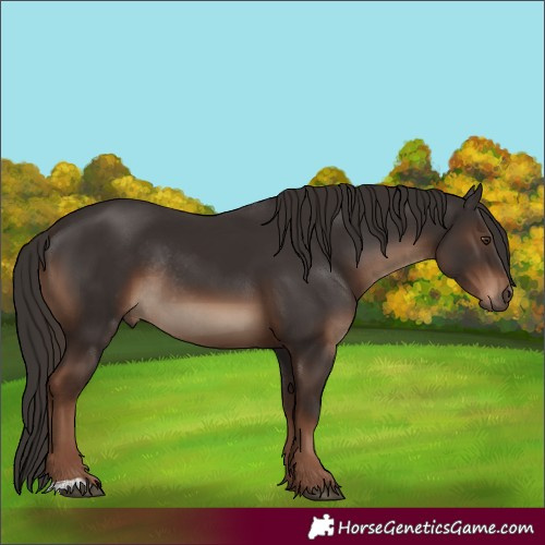 Horse Color:Liver Chestnut Rabicano