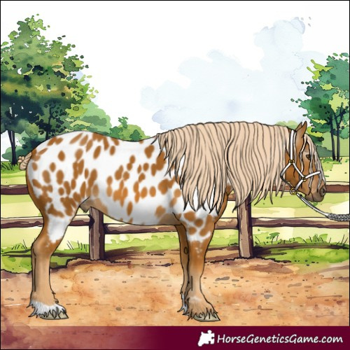 Horse Color:Gray Palomino Appaloosa