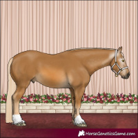 Horse Color:Gray Palomino 