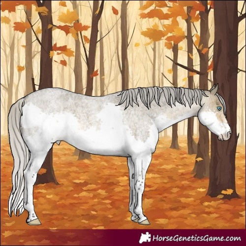 Horse Color:Silver Buckskin Roan Dun Splash 