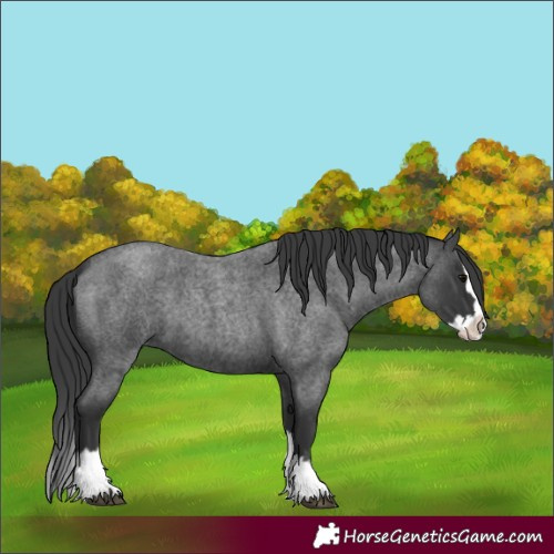 Horse Color:Blue Roan Splash 