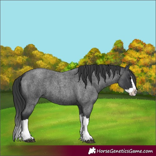 Horse Color:Blue Roan Splash 