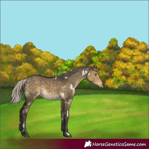 Horse Color:White Spotted Silver Buckskin Dun Rabicano 