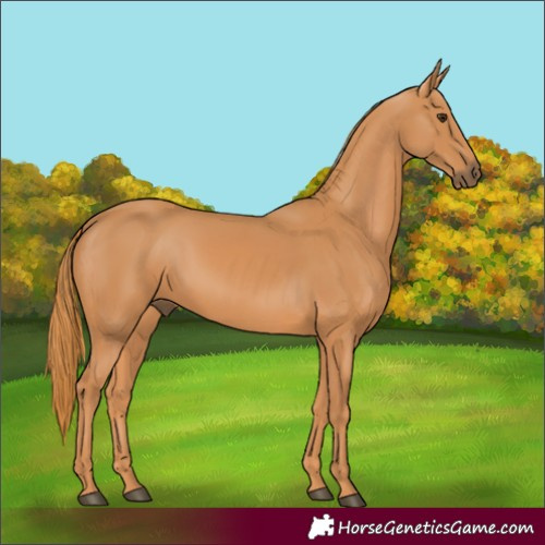 Horse Color:Unknown 