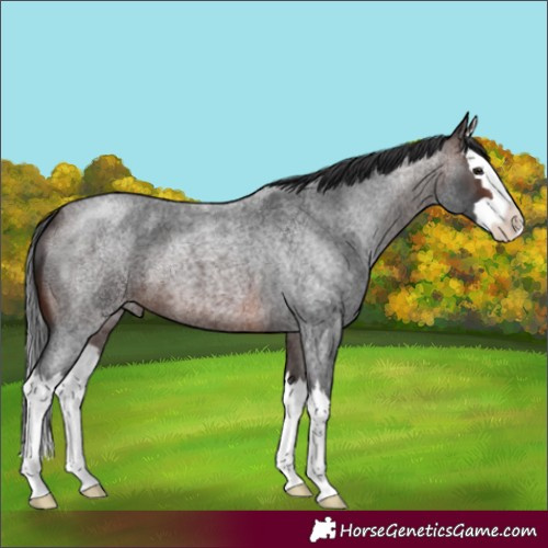 Horse Color:Brown Roan Splash 