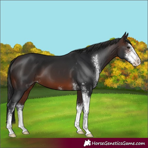 Horse Color:Brown Sabino 