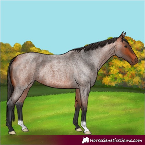 Horse Color:Bay Roan