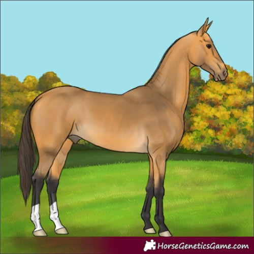 Horse Color:Buckskin