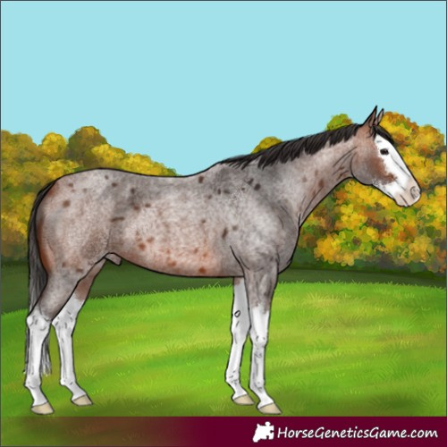 Horse Color:Bay Roan Splash 