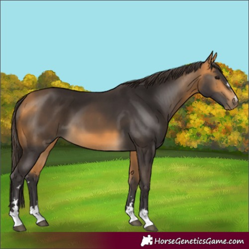 Horse Color:Buckskin 