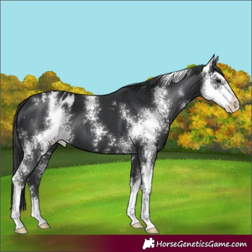 Horse Color:Black Sabino Appaloosa 