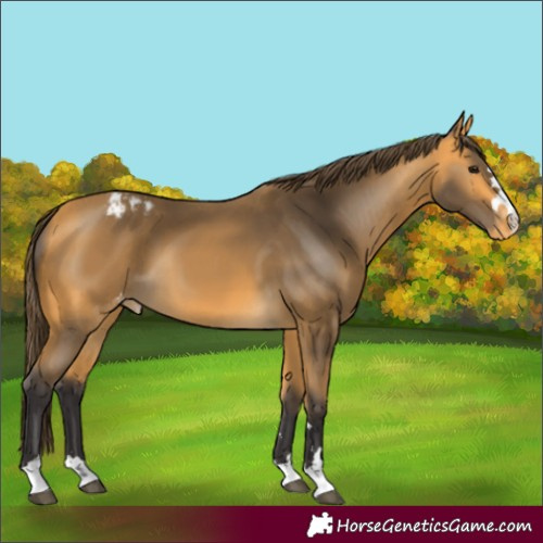 Horse Color:Buckskin Appaloosa 
