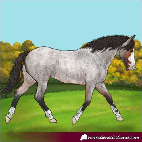 Horse Color:Bay Roan