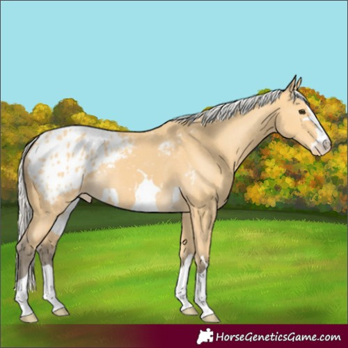 Horse Color:Silver Buckskin Varnish 