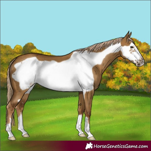 Horse Color:Chocolate Palomino Dun Frame 