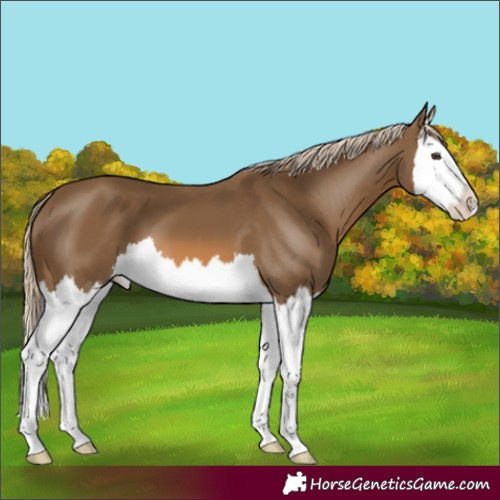 Horse Color:Chocolate Palomino Splash 