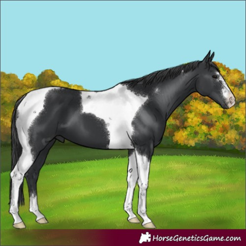 Horse Color:Black Tobiano