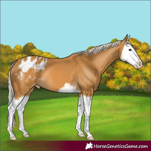 Horse Color:Palomino Splash Appaloosa