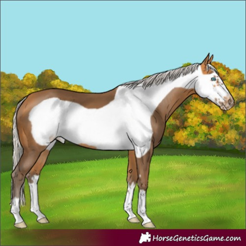 Horse Color:Silver Buckskin Frame