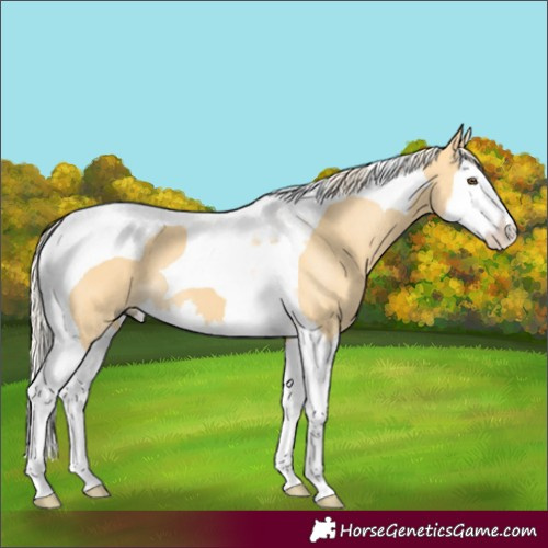 Horse Color:Palomino Dun Splash Tobiano 