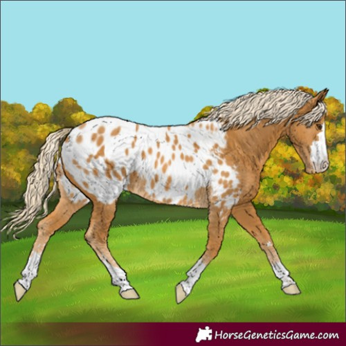 Horse Color:Palomino Appaloosa