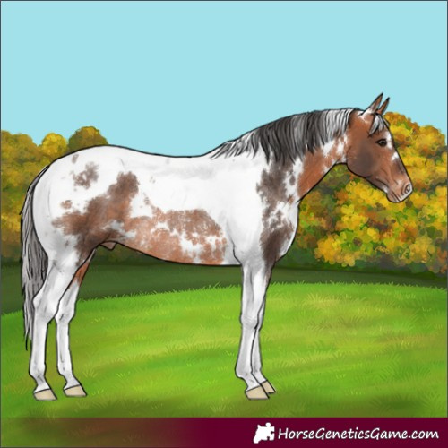 Horse Color:White Spotted Bay Tobiano Appaloosa Rabicano 