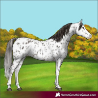 Horse Color:Liver Chestnut Sabino Splash Appaloosa and Liver Red Roan Sabino Splash Appaloosa