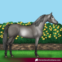 Horse Color:Gray Grullo 