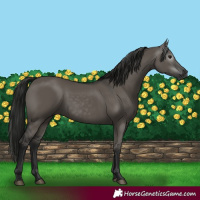 Horse Color:Gray Grullo 