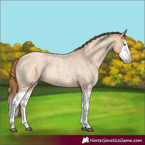 Horse Color:Red Dun Roan Splash Frame Rabicano 