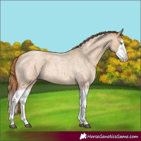 Horse Color:Red Dun Roan Splash Frame Rabicano 