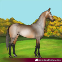 Horse Color:Unknown 