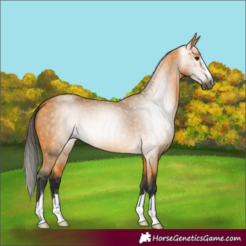 Horse Color:Unknown 