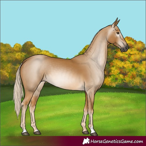 Horse Color:Unknown 