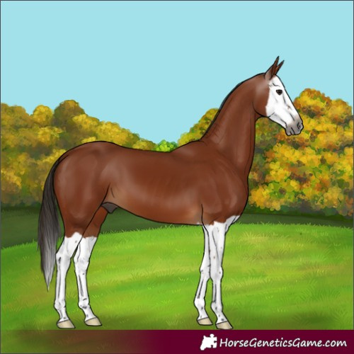 Horse Color:Gray Bay Splash