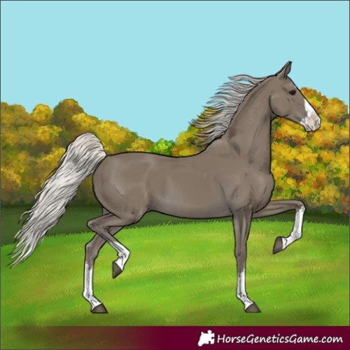Horse Color:Silver Smoky Black Splash 