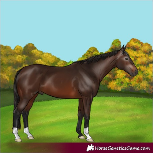 Horse Color:Gray Bay 