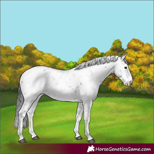 Horse Color:Black Sabino 