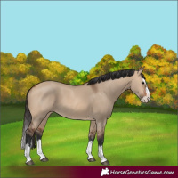 Horse Color:Bay Dun Splash 