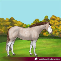Horse Color:Red Dun Roan Splash Frame Rabicano 